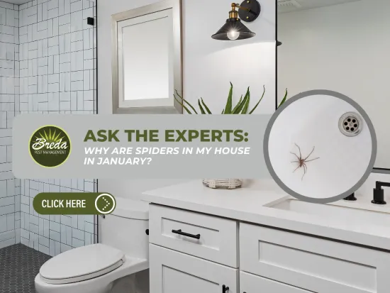 Modern bathroom with white vanity, black fixtures, and a spider in the shower drain magnified in an inset.