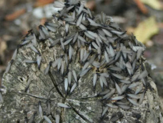 a termite swarm on a tree
