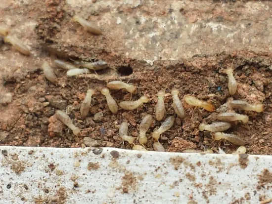 breda offers termites extermination services in atlanta