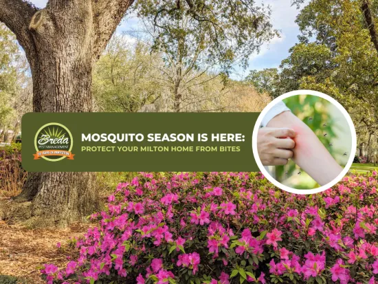 Signs of mosquito season with blooming flowers, large trees, and a close-up of mosquito bites on skin.
