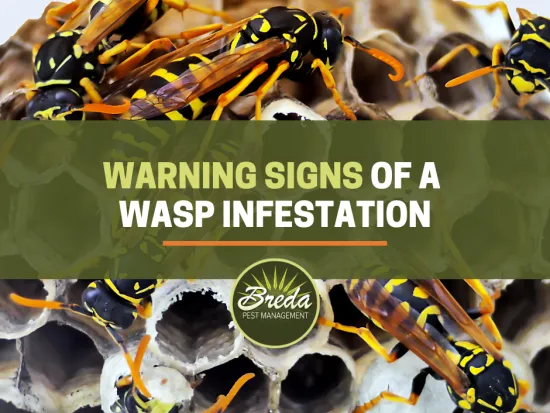 a group of wasps on a wasp nest