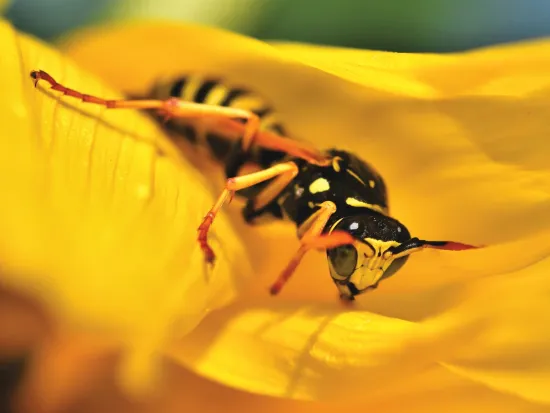 a close up of a wasp on a flower