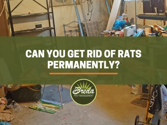 dirty basement with rats