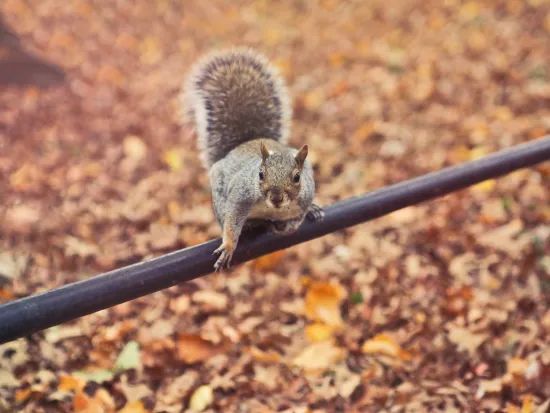 georgia rodent removal services in atlanta