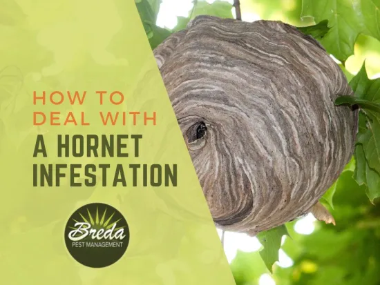 a hornet nest in a tree