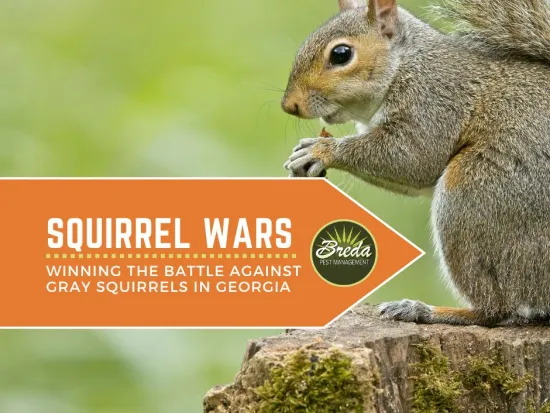 a gray squirrel in Georgia