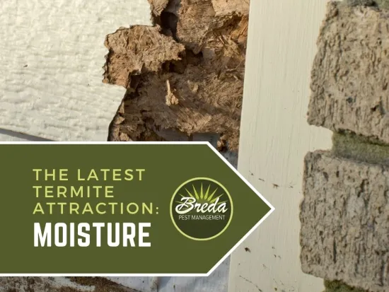 moisture damage to wood siding