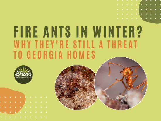 fire ant control in winter