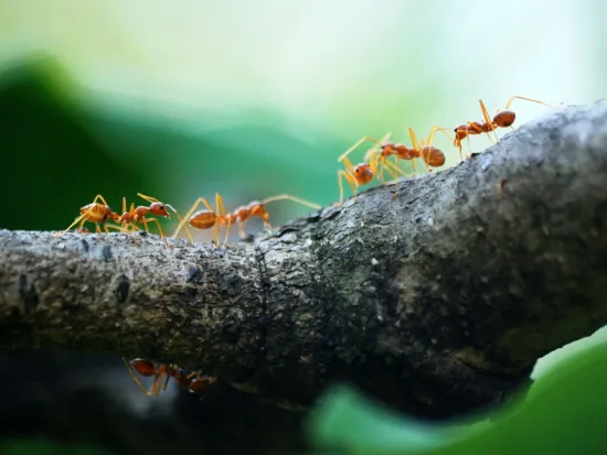 a group of red ants crawling on a branch