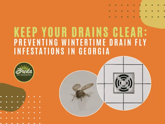 drain fly problems in wintertime in Georgia