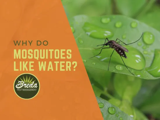 mosquito sitting on a leaf with rain water on it