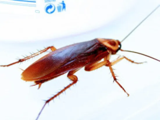 a insect on the ground