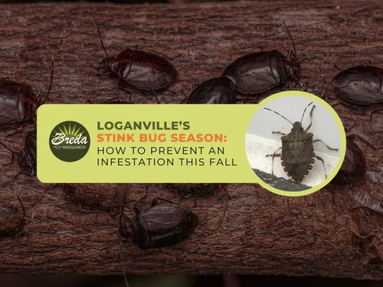 stink bug control Loganville