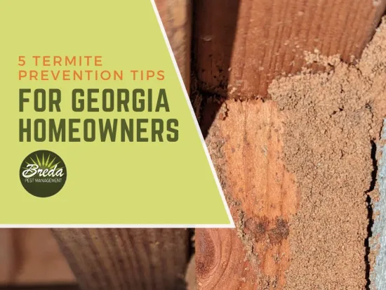 termite mud tunnel on basement ceiling