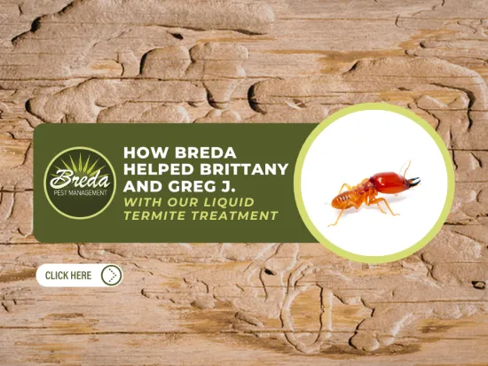 Wood surface damaged by termites, Breda Pest Management logo, termite image, and liquid termite treatment ad.
