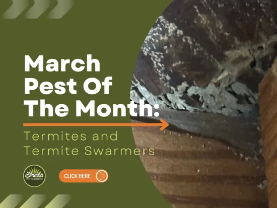 Close-up of termite damage on wood highlighting termites and termite swarmers as pest of the month for March.