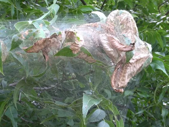 a close up of a tree