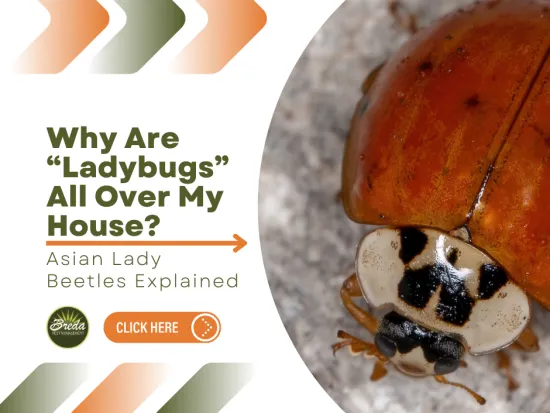 Close-up of an Asian lady beetle on a gray surface with text about why ladybugs appear in homes.