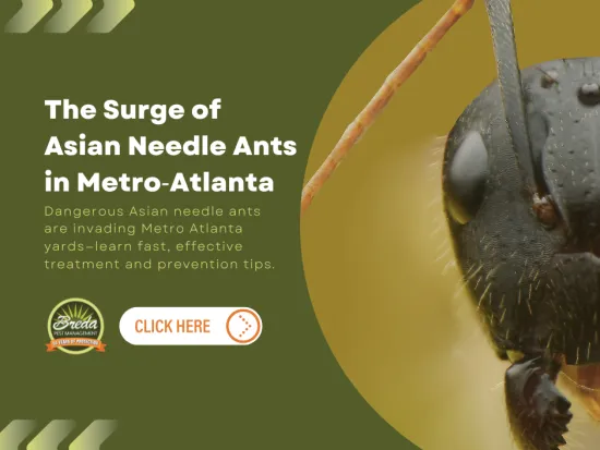 Close-up of Asian needle ant with text about their surge in Metro-Atlanta and prevention tips from Breda Pest Management.