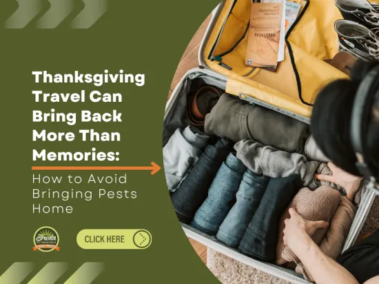 Person packing a suitcase with clothes and travel guides, highlighting tips to avoid bringing pests home during Thanksgiving travel.