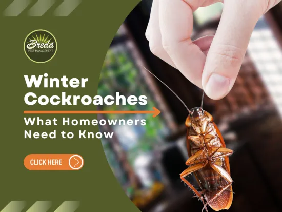Hand holding a cockroach with text about winter cockroaches and homeowner pest advice on green background.