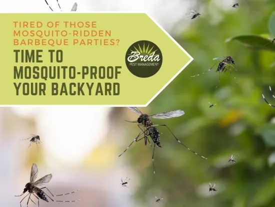 mosquito swarm flying around outside