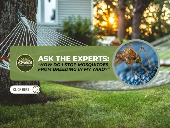 Backyard hammock at sunset with mosquito close-up and pest control advice banner on mosquito prevention.