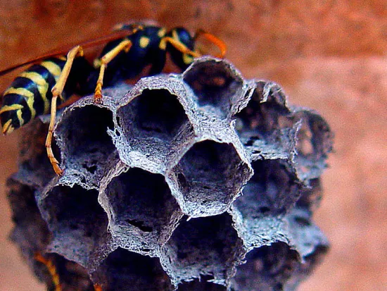 a close up of a nest