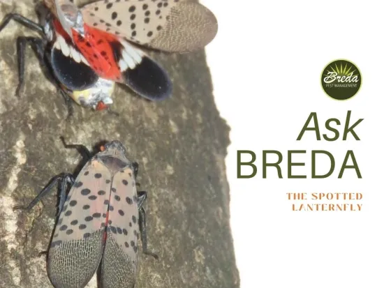 a black and white spotted lantern fly on a log