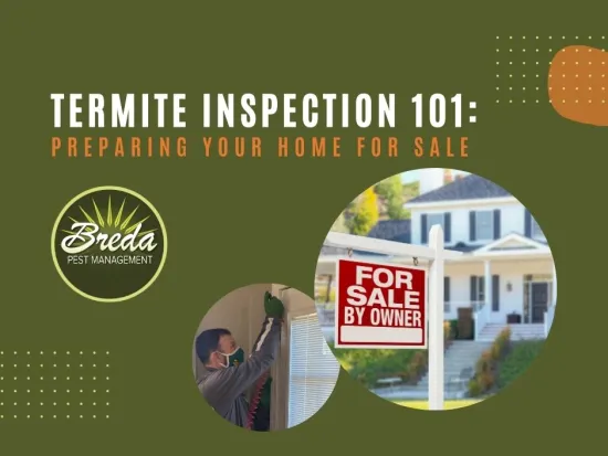 termite inspection preparing your home for sale termite control