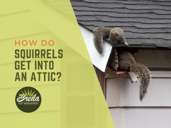 gray squirrels crawling into attic