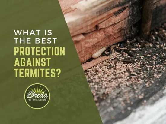 termite crawling through damaged wood inside a wall