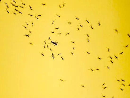 black ants crawling on yellow background