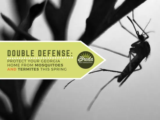 black and white photo of a mosquito Georgia mosquito control treatments