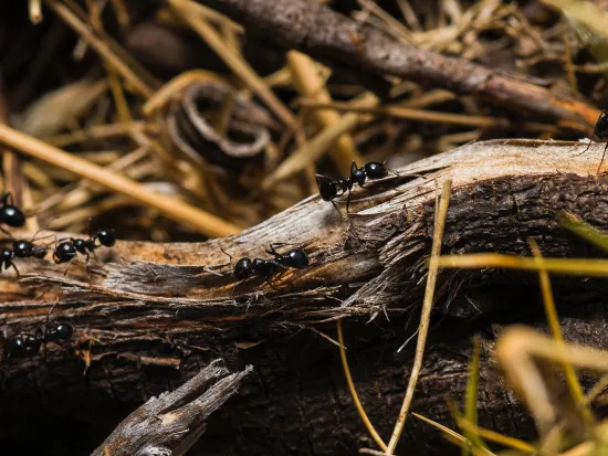 breda offers ant extermination services in atlanta
