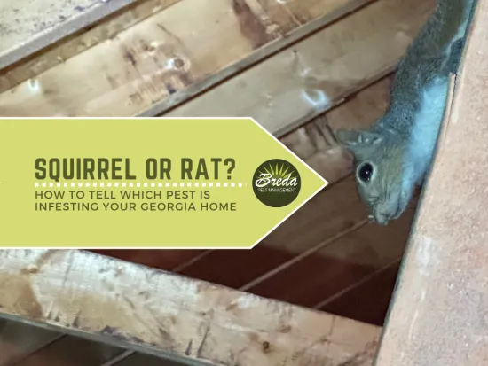 squirrel on attic rafter