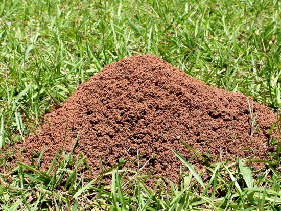 fire ant mound