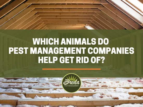 empty attic in the daytime