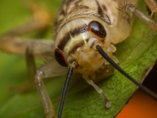 breda offers pest extermination in atlanta