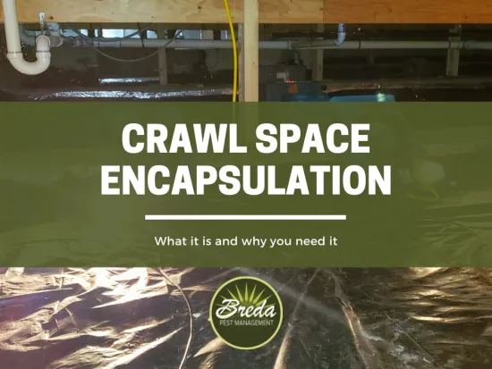 crawl space encapsulation BREDA pest management
