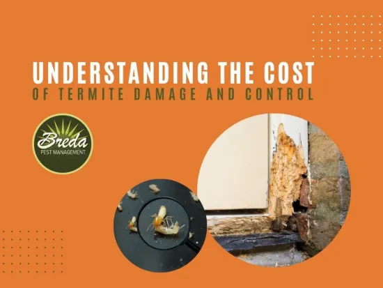 understanding the cost of termite damage and control