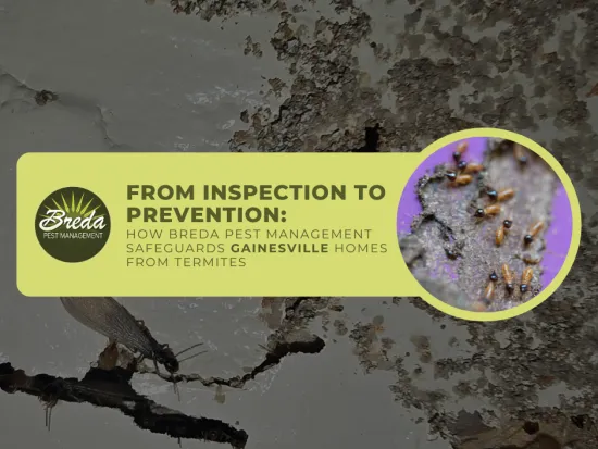 termite prevention and control in gainesville georgia