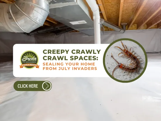 Clean sealed crawl space with centipede inset warning about July pest invasions and home sealing tips.
