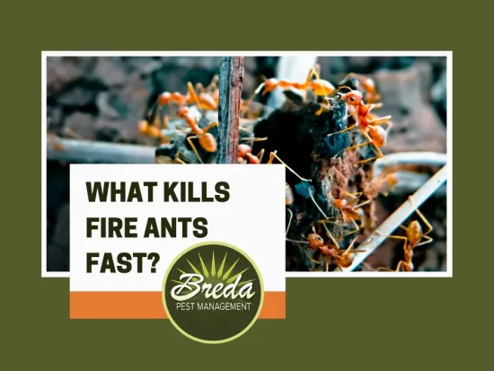 what kills fire ants fast group of red fire ants climbing over a log