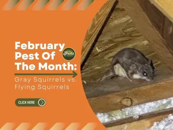February pest of the month features gray squirrels versus flying squirrels with a small rodent in attic space.