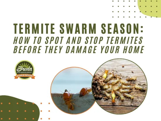 Termite swarm season warning with images of termites and advice on spotting and stopping termite damage.
