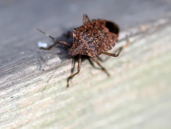 a insect on the ground