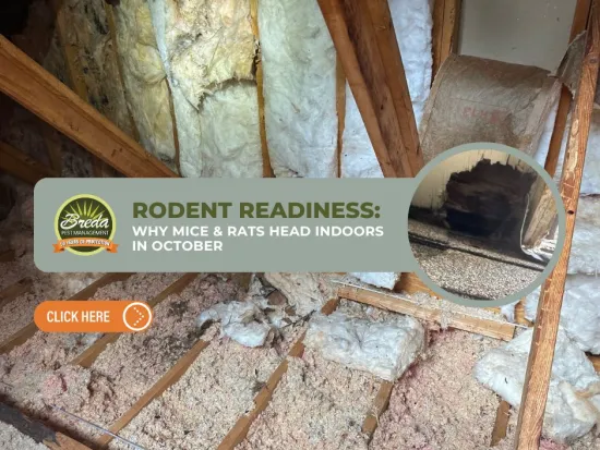 Attic insulation with rodent nest hole inset and text about why mice and rats enter homes in October.