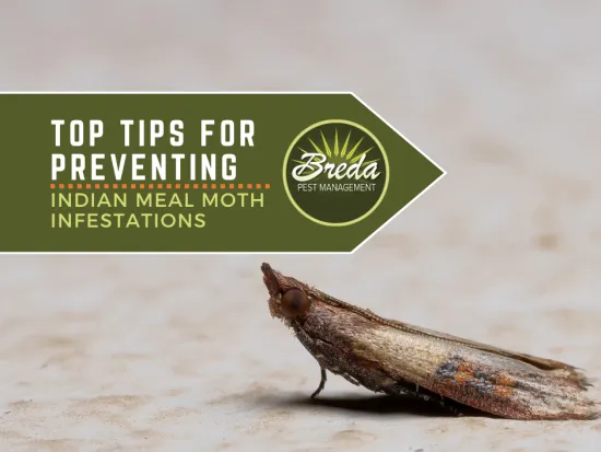 Indian meal moth on kitchen counter