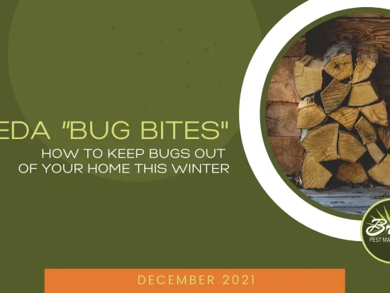 BREDA Bug Bites December 2021